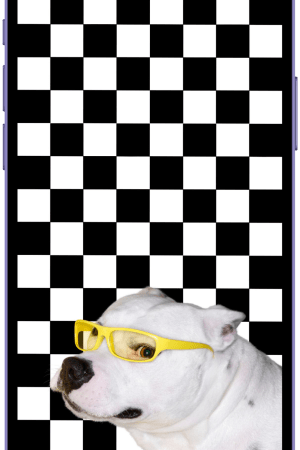 Dog with yellow glasses