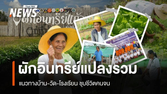 ชุบชีวิตคนจน “ผักอินทรีย์แปลงรวม” จ.สุรินทร์ ตามแนวทางบ้าน-วัด-โรงเรียน