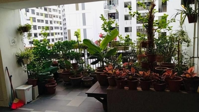 电梯外空间变私人花园 阿伯逾40盆植物被移除