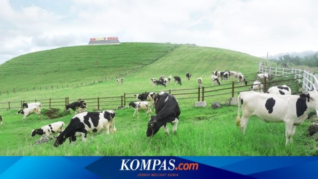 Industrialisasi Desa, Upaya Kemdiktisaintek Dukung Program MBG